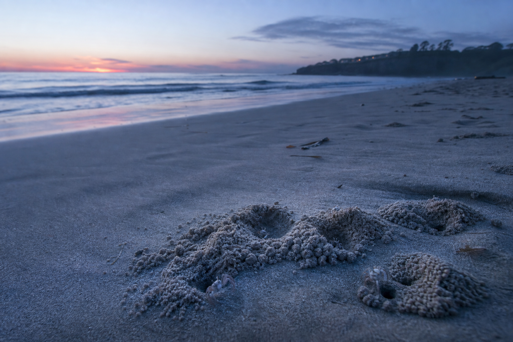 Pequenos crustáceos escavam montes de areia em uma praia da Califórnia durante a madrugada
