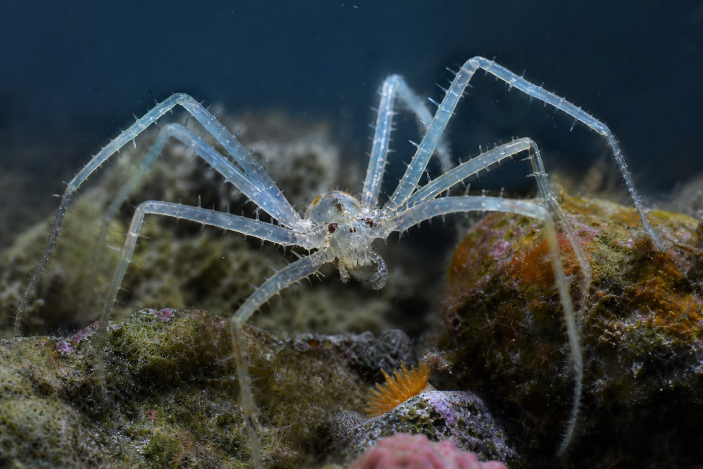Duas novas aranhas-marinhas, uma delas com olhos vermelhos e pernas “peludas”, são descritas no Canadá Aranha-marinha translúcida com pernas espinhosas observada em ambiente subaquático