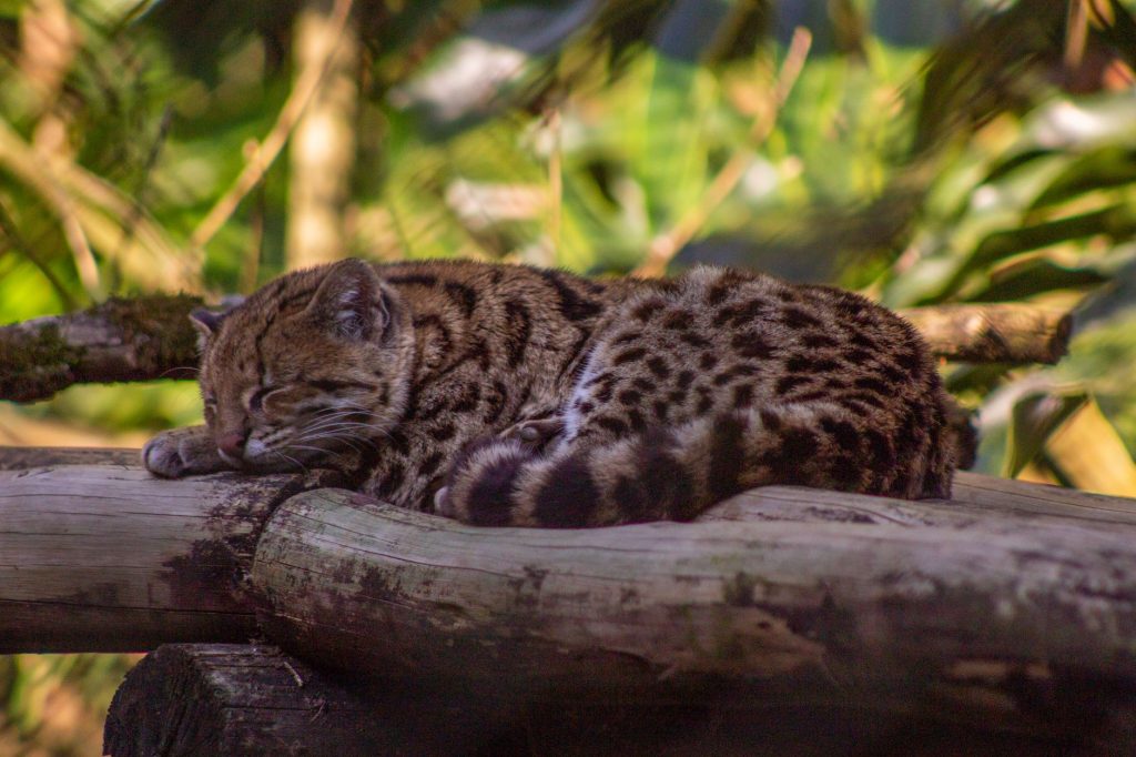 Pequeno felino manchado dorme sobre um galho em uma floresta tropical.