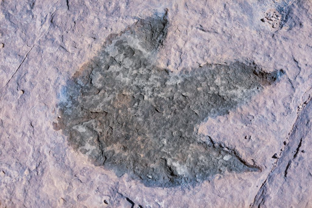 Pegada fossilizada de dinossauro preservada em terreno rochoso.