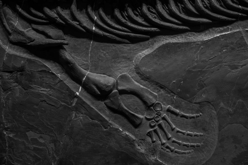 Close de ossos fossilizados preservados em uma formação rochosa.