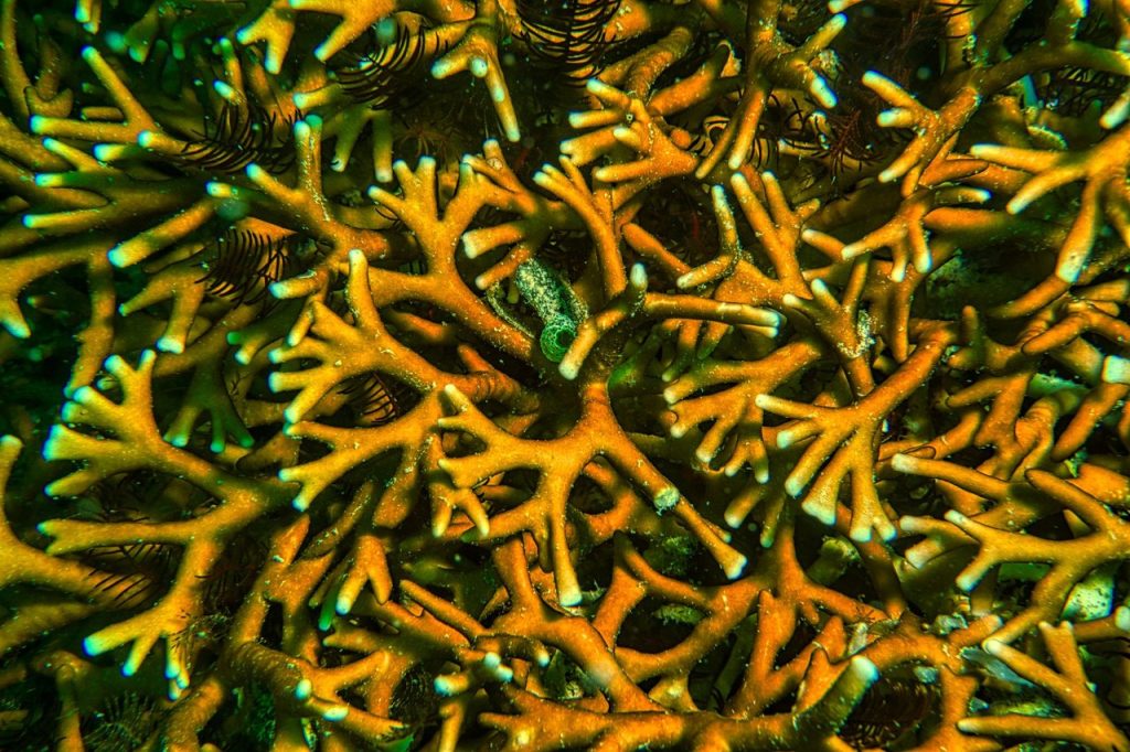 Detalhe de estruturas de coral vibrantes em ambiente subaquático.