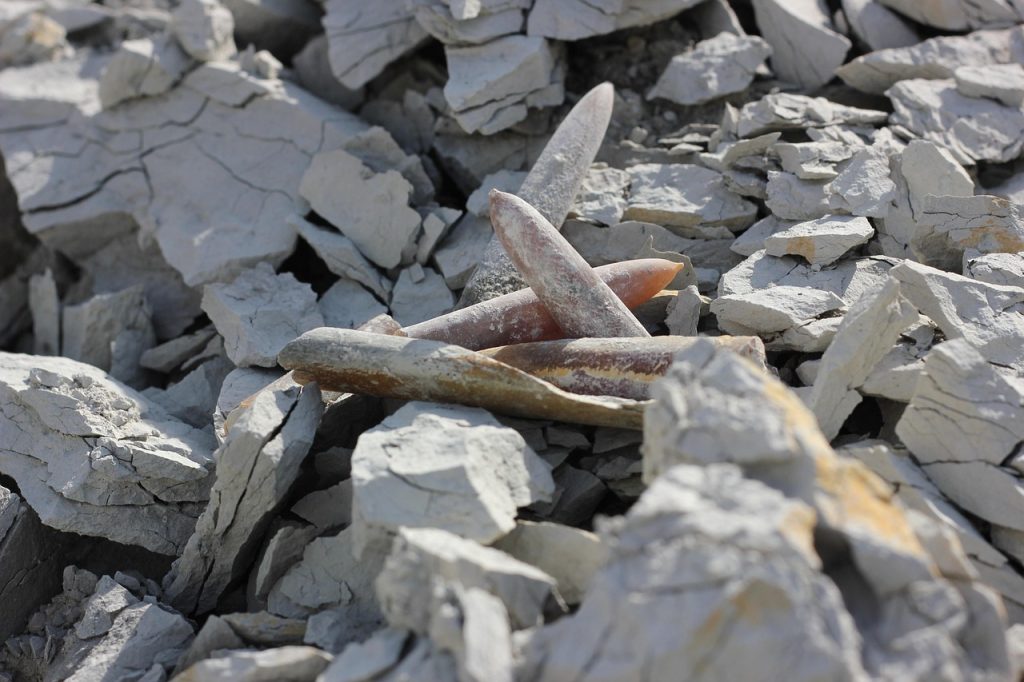 Fóssil de belemnite no Wyoming revela espécie jurássica de corpo incomumente robusto Fósseis em uma exposição ou área de pesquisa paleontológica, associados ao antigo mar jurássico.